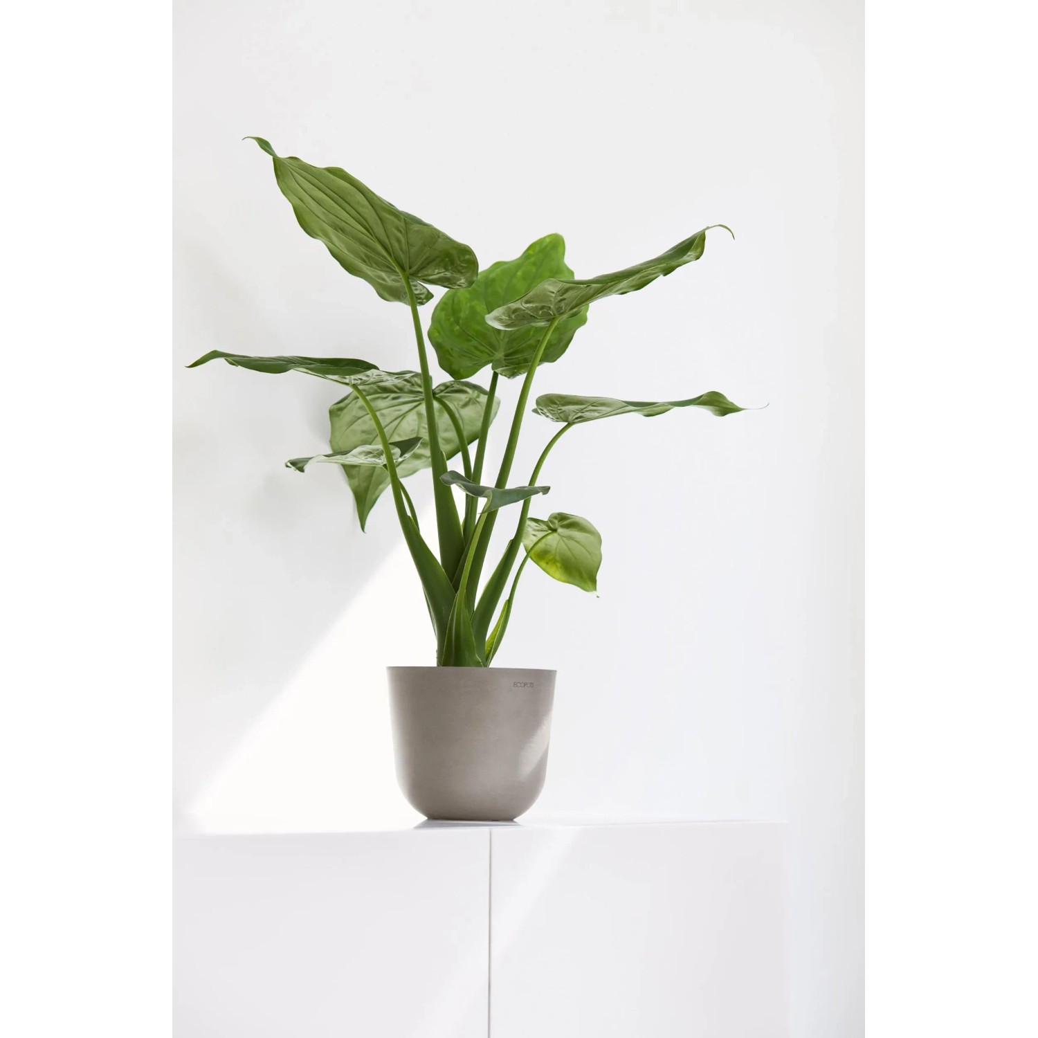 Ecopots Oslo Mini Pflanztopf, braungrau, 16x14 cm, mit grüner Pflanze.