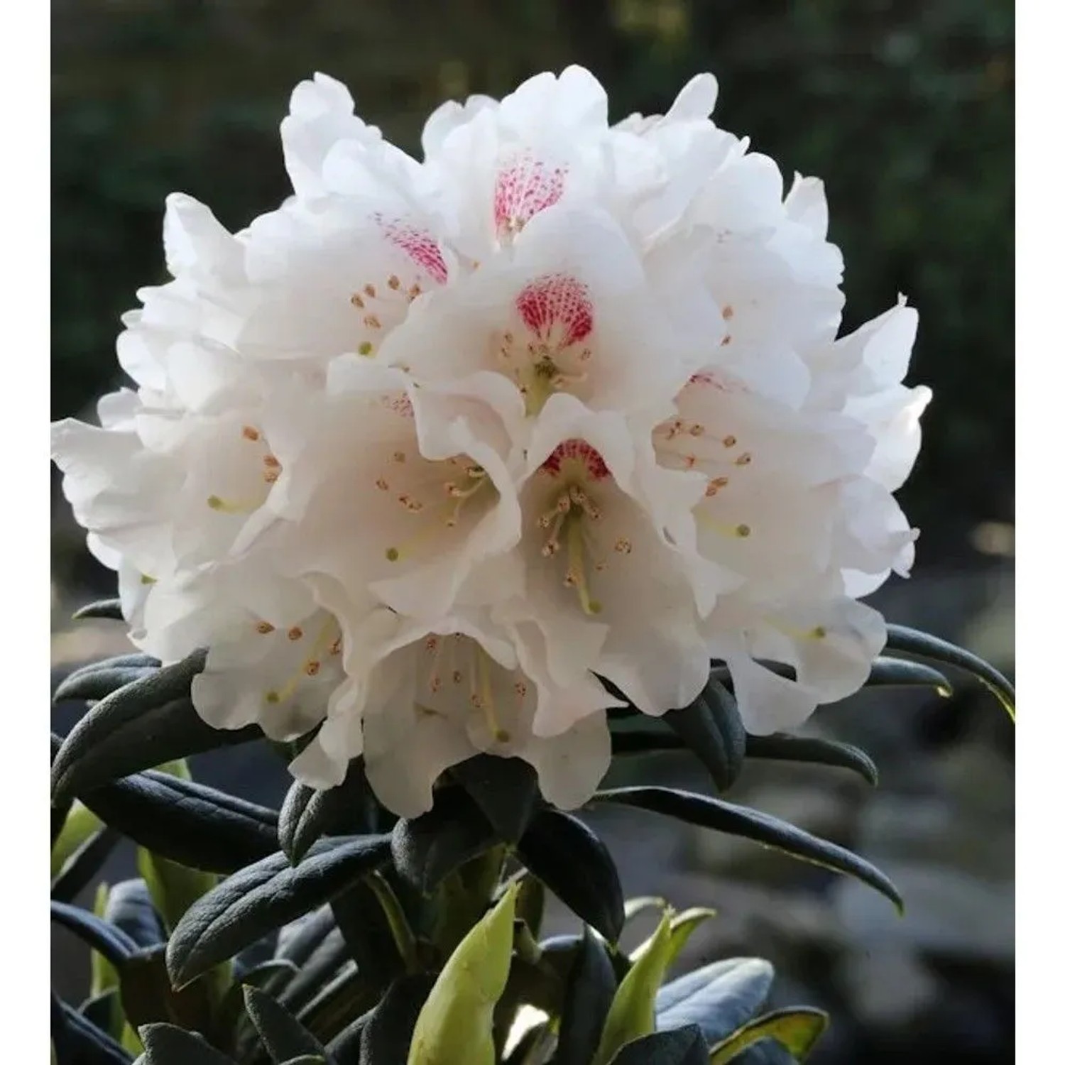 Wildart Rhododendron Blewbury 30-40cm - Rhododendron roxieanum