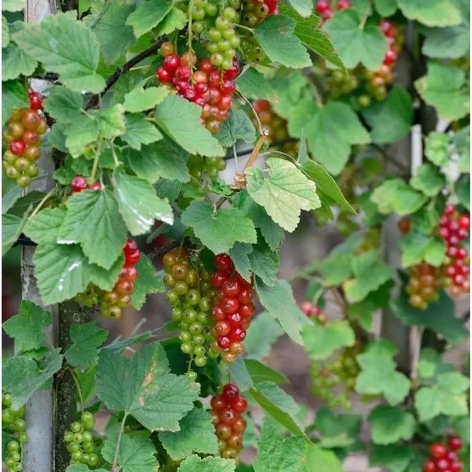 Hochstamm Rote Johannisbeere Rovada 100-125cm - Ribes rubrum