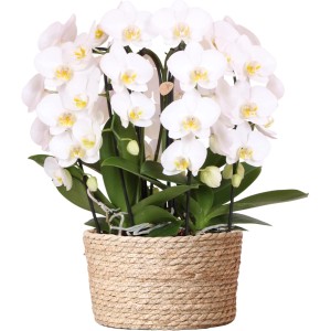 Kolibri Orchideen Set mit weißen Orchideen im Schilfkorb mit Wassertank.