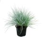 Blauschwingel Gras im Topf, Set mit 6 Exotenherz Pflanzen.