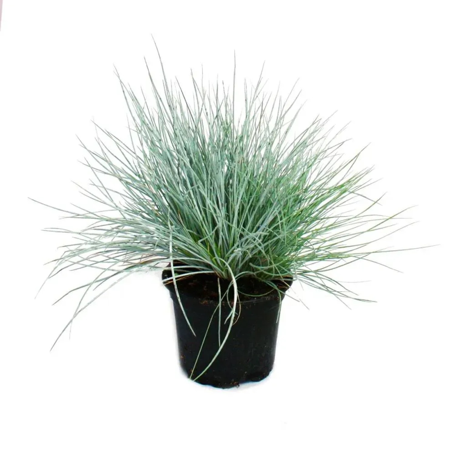Blauschwingel Gras im Topf, Set mit 6 Exotenherz Pflanzen.