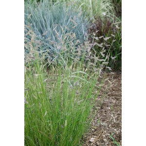 Moskitogras (Bouteloua Gracilis) im 9x9 cm Topf. Zierliches Gras mit feinen Blütenständen.