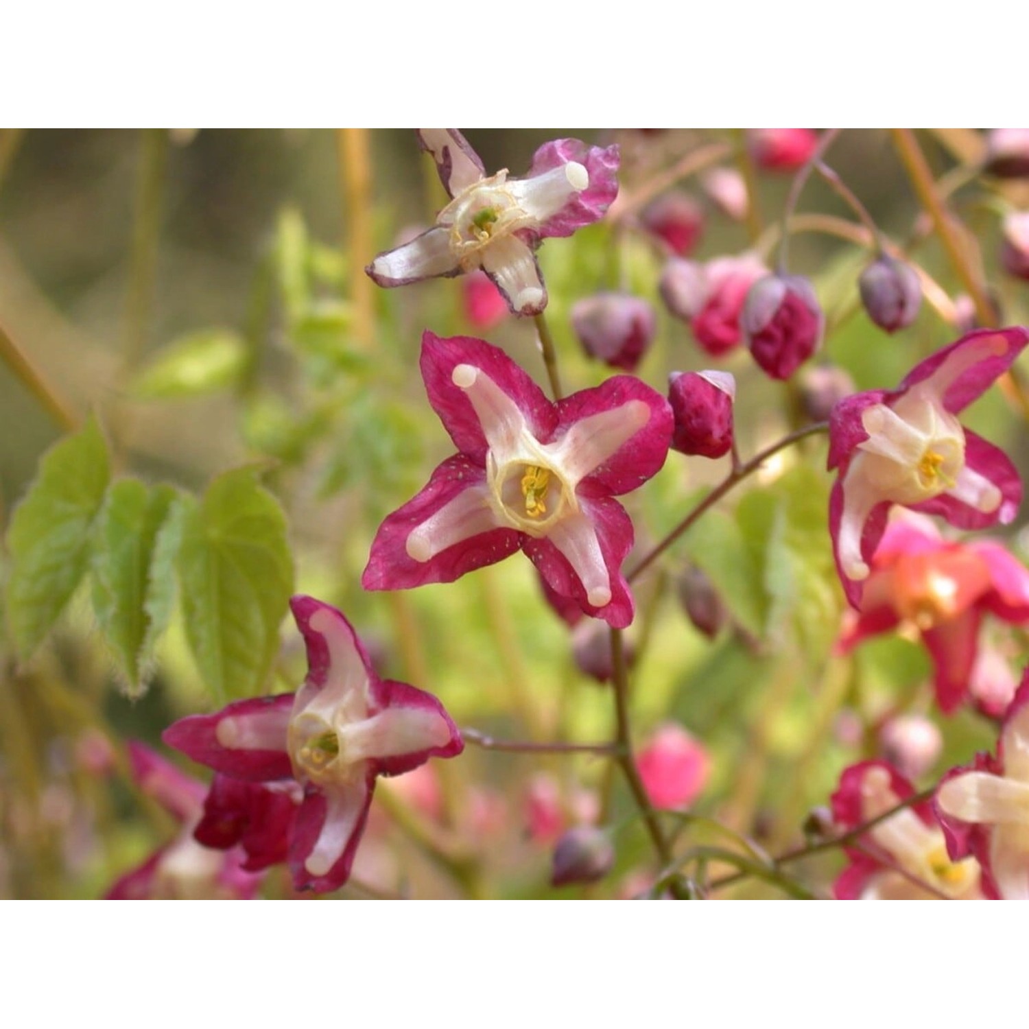 Epimedium Alpinum Alpen Elfenblume Ca. 9x9 cm Topf günstig online kaufen