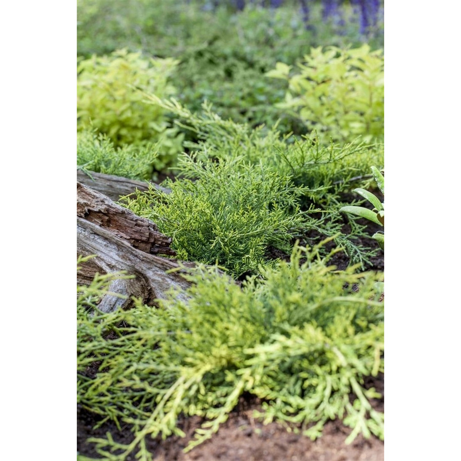 Juniperus Sabina Rockery Gem Sadebaum Kompakt 20–30 cm günstig online kaufen
