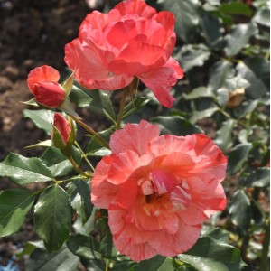 Malerrose Grimaldi mit rot-weiß gestreiften Blüten und Knospen im Garten.