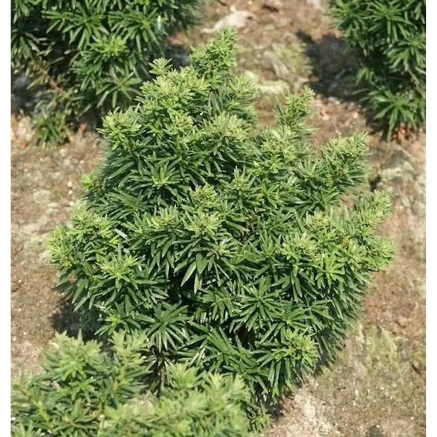 Zwerg Eibe Fips 25-30cm - Taxus baccata