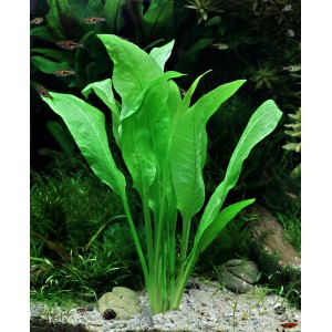 Dennerle Aquariumpflanze Echinodorus Bleherae XL, grüne Solitärpflanze im Aquarium.