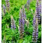 Blühende Gartenlupinie 'Kastellan' (Lupinus polyphyllus) mit violetten Blüten im Beet.