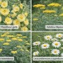 Farbset Weiß-Gelb: 12 Stauden (Stockrosen, Schafgarbe, Margeriten) im 9 cm Topf für sonnige Beete.