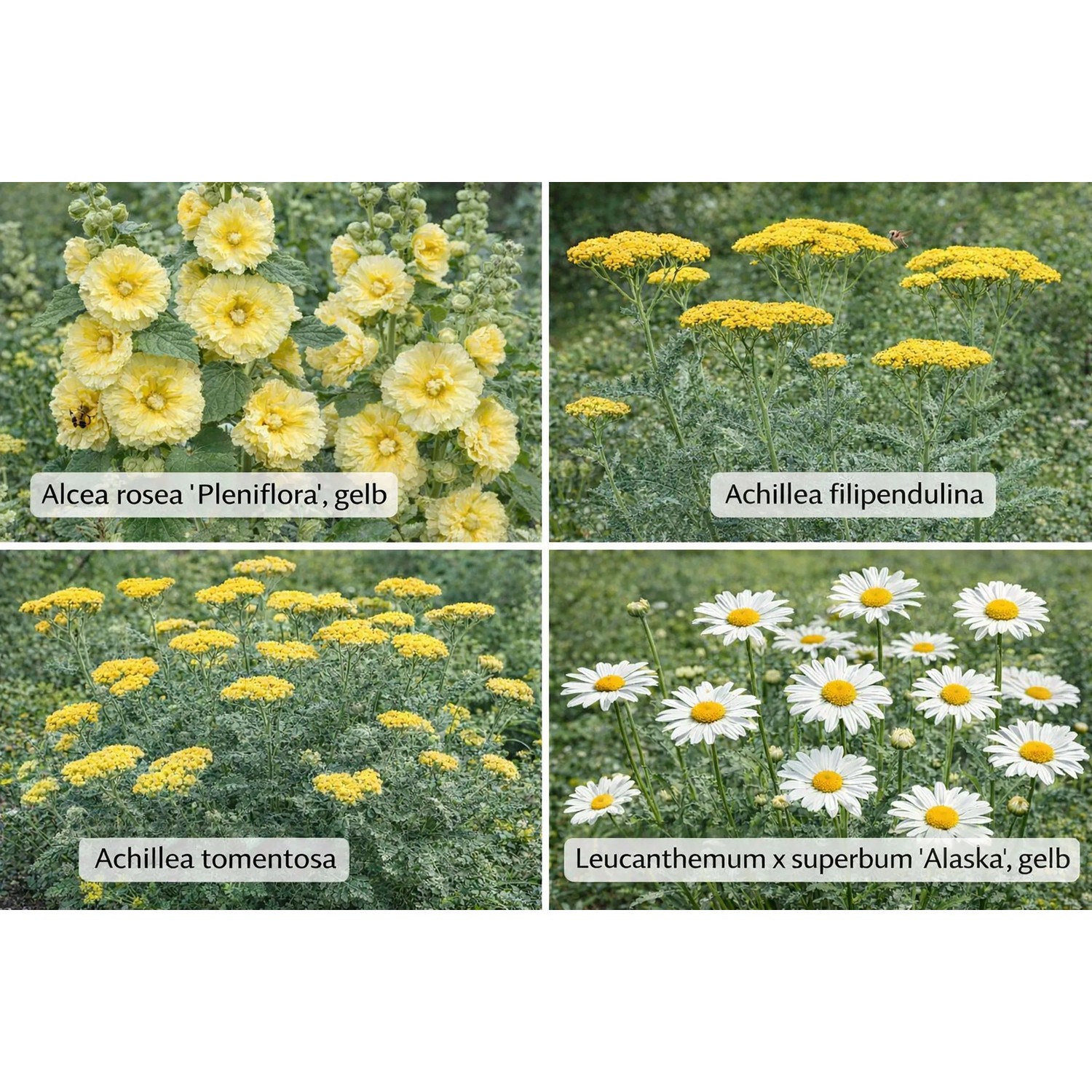 Farbset Weiß und Gelb Set à 12 Stück Topf ca. 9 cm