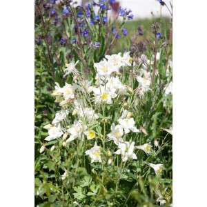 Nahaufnahme der weißen Akelei 'Winky' im Garten, elegante Blüten und grüne Blätter.