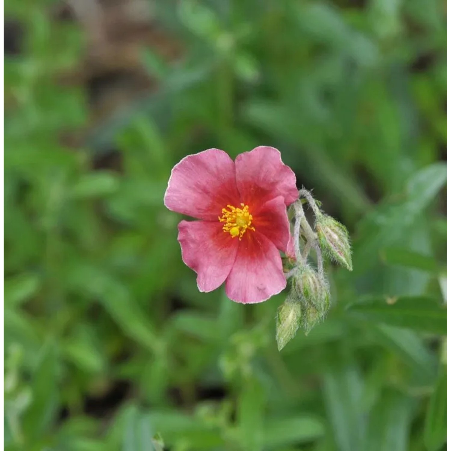 Sonnenröschen Supreme - Helianthemum