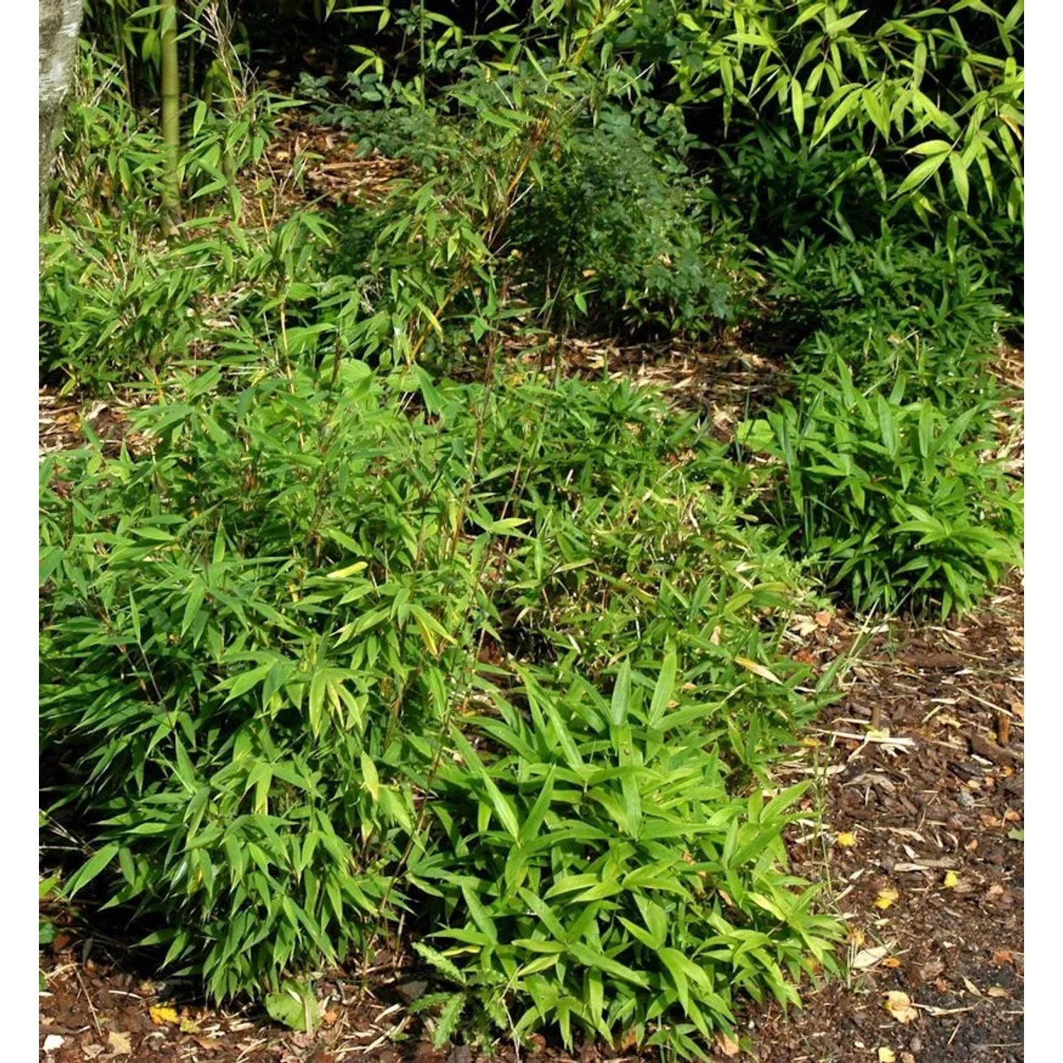 zwergbambus Lolliloops 40-60cm - Fargesia murieliae