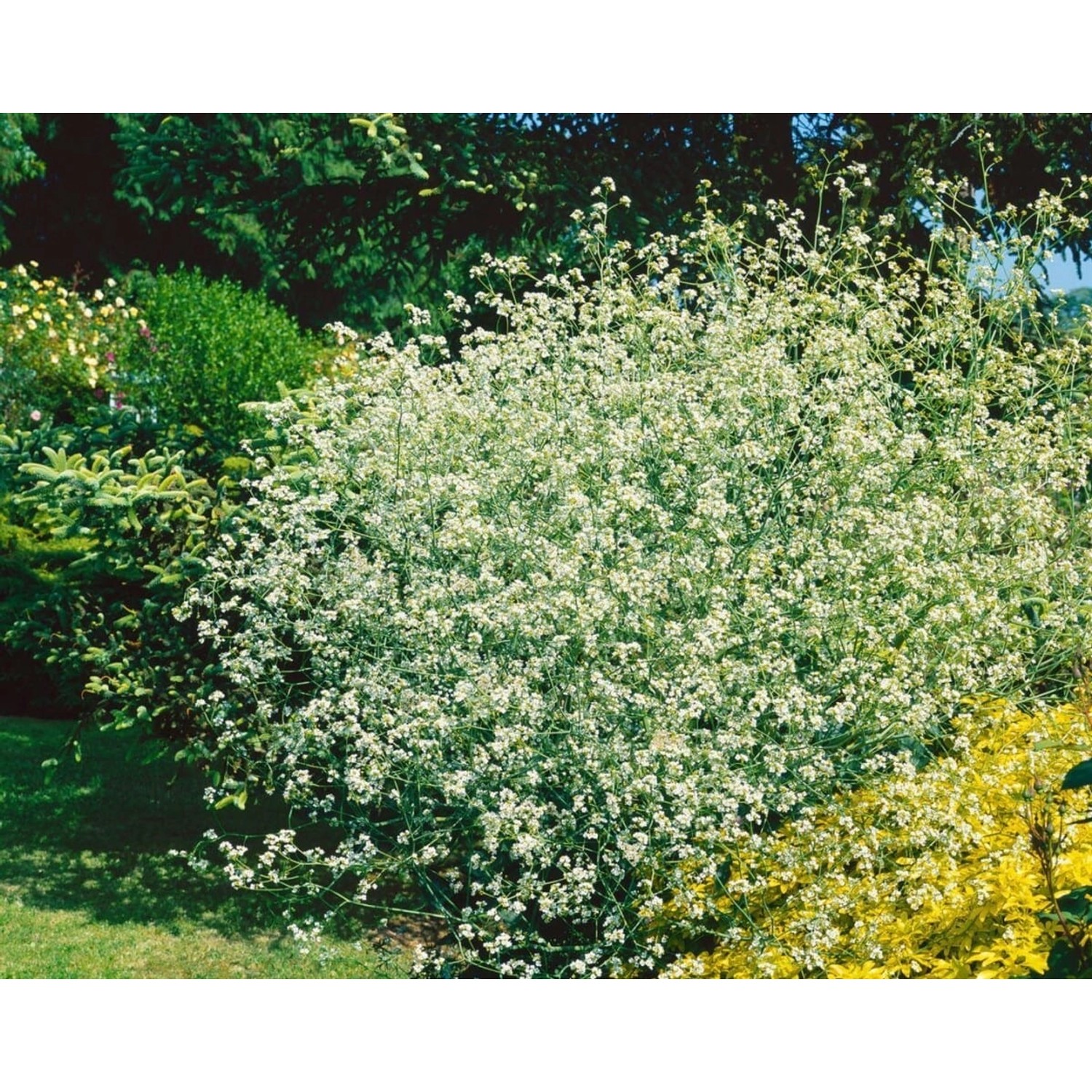 Crambe Cordifolia Herzblättriger Meerkohl Ca. 11x11 cm Topf günstig online kaufen