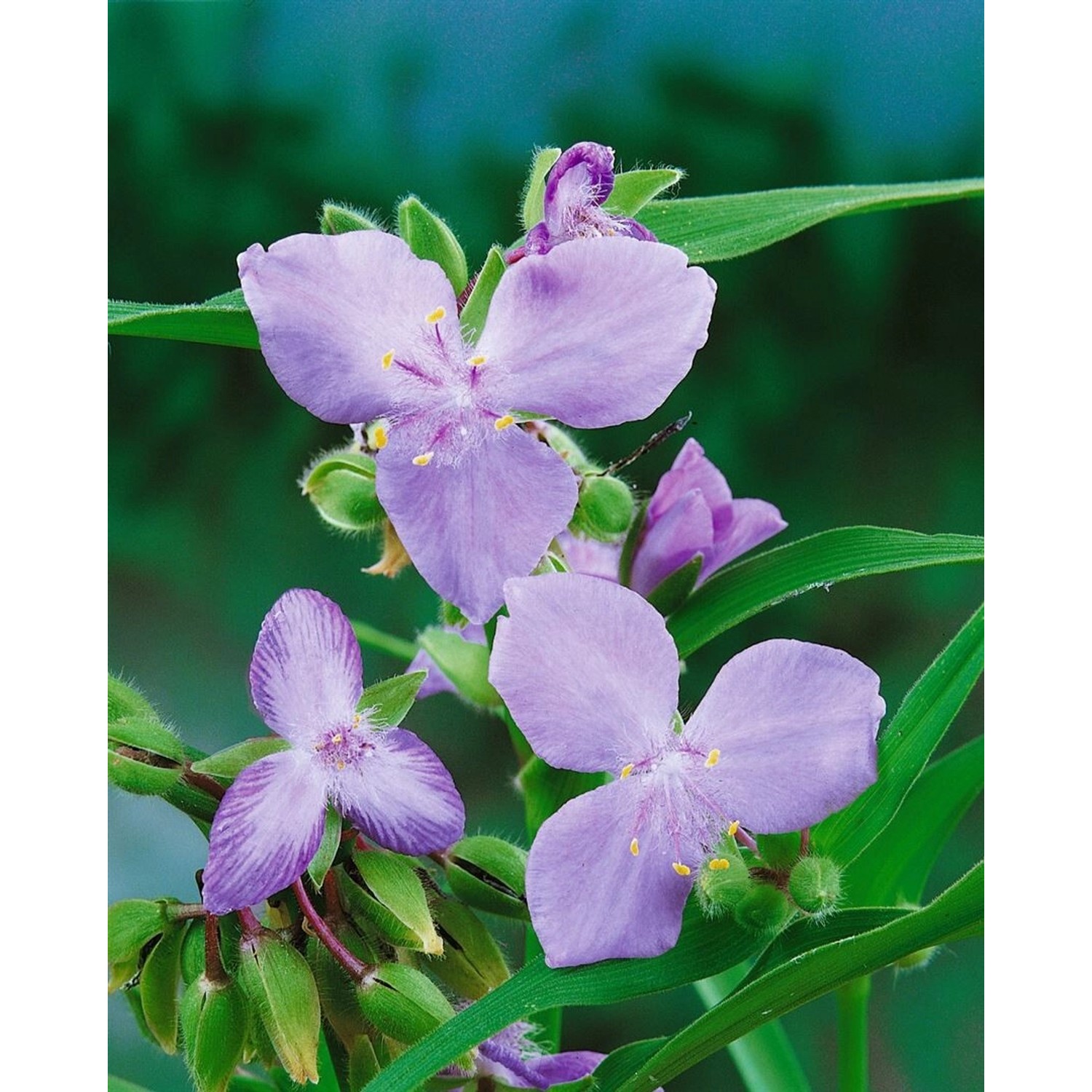 Tradescantia X Andersoniana I.c.weguelin Ca. 9x9 cm Topf günstig online kaufen