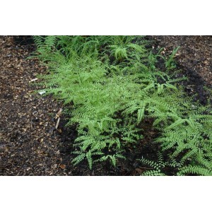 Pfauenradfarn (Adiantum pedatum) im 9x9 cm Topf, grüne, fächerförmige Wedel. Schattenstaude für den Garten.