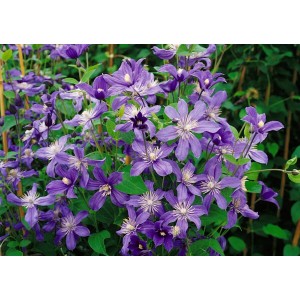 Blühende Clematis Integrifolia Arabella mit blauvioletten Blüten und grünen Blättern.