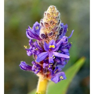 Nahaufnahme der lila Blüte des Herzblättrigen Hechtkrauts (Pontederia cordata).