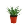 Exotenherz Aloe Aborescens im Topf: grüne Sukkulente mit spitzen Blättern im braunen Topf.