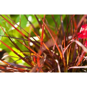 Detailaufnahme des roten Lampenputzergrases (Pennisetum setaceum Rubrum) im Topf.