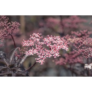 Nahaufnahme des dunkelvioletten Schwarzen Holunders 'Black Beauty' mit rosa Blüten.