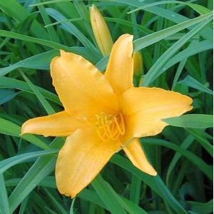 Gelbe Taglilie 'Aten' (Hemerocallis) im Detail, umgeben von grünen Blättern. Gartenstaude für sonnige Standorte.