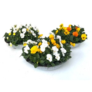 Horn-Veilchen-Mischung im Zinkgefäß, verschiedene Farben. Bepflanzte Schale für den Außenbereich.