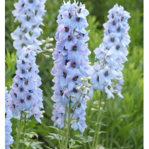 Blauer Hoher Rittersporn Neptun (Delphinium elatum) im Detail.