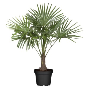Hanfpalme (Trachycarpus fortunei) im Topf, ca. 120-140 cm hoch. Ideal als Kübelpflanze für Balkon und Terrasse.