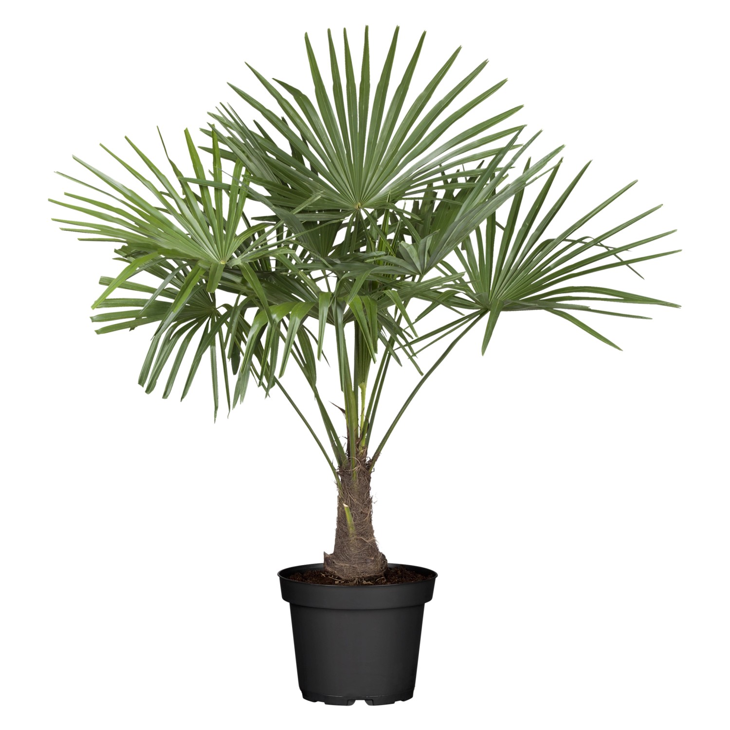GROW by OBI Hanfpalme Höhe ca. 120-140 cm Topf-Ø ca. 34 cm Trachycarpus for günstig online kaufen