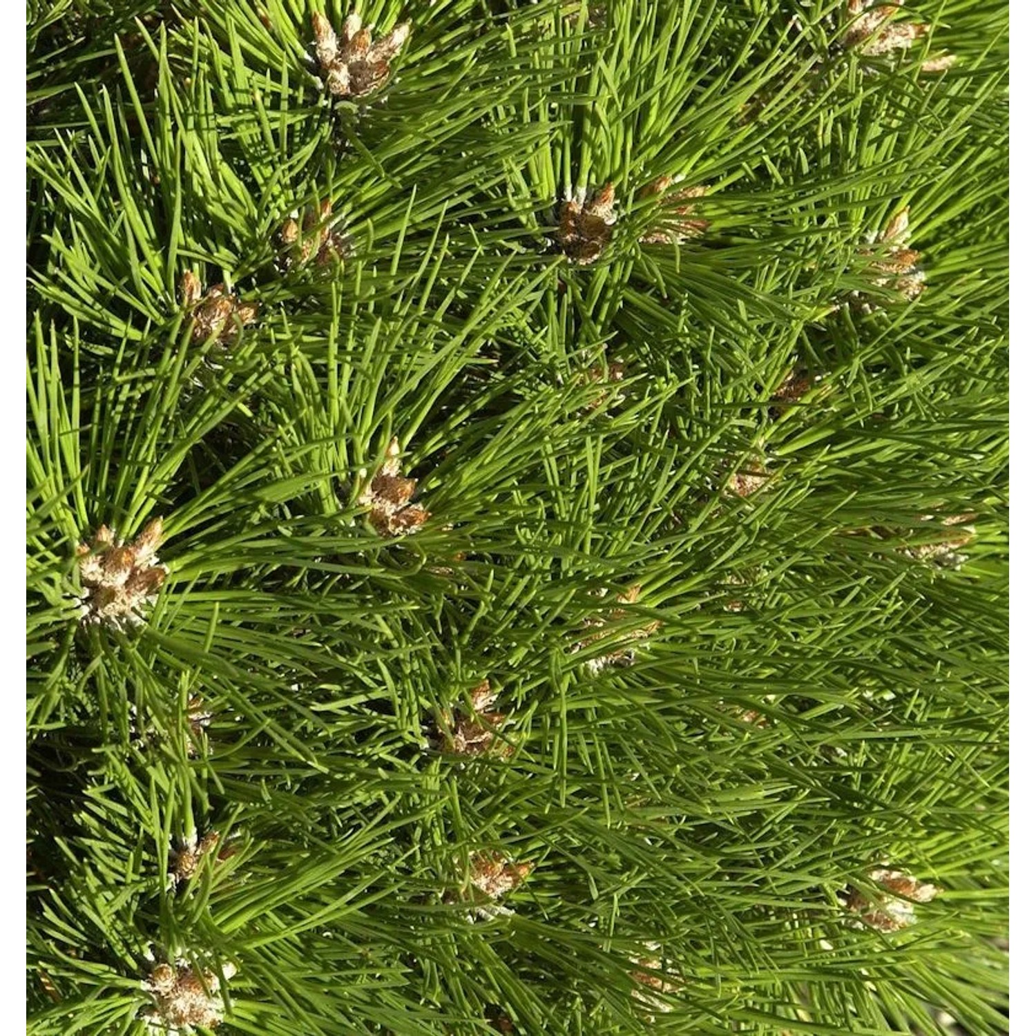 Hochstamm Kugel Kiefer Pierrick Bregeon 40-60cm - Pinus nigra
