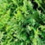 Nahaufnahme einer Thuja Smaragd Heckenpflanze im Topf, immergrün und dicht.