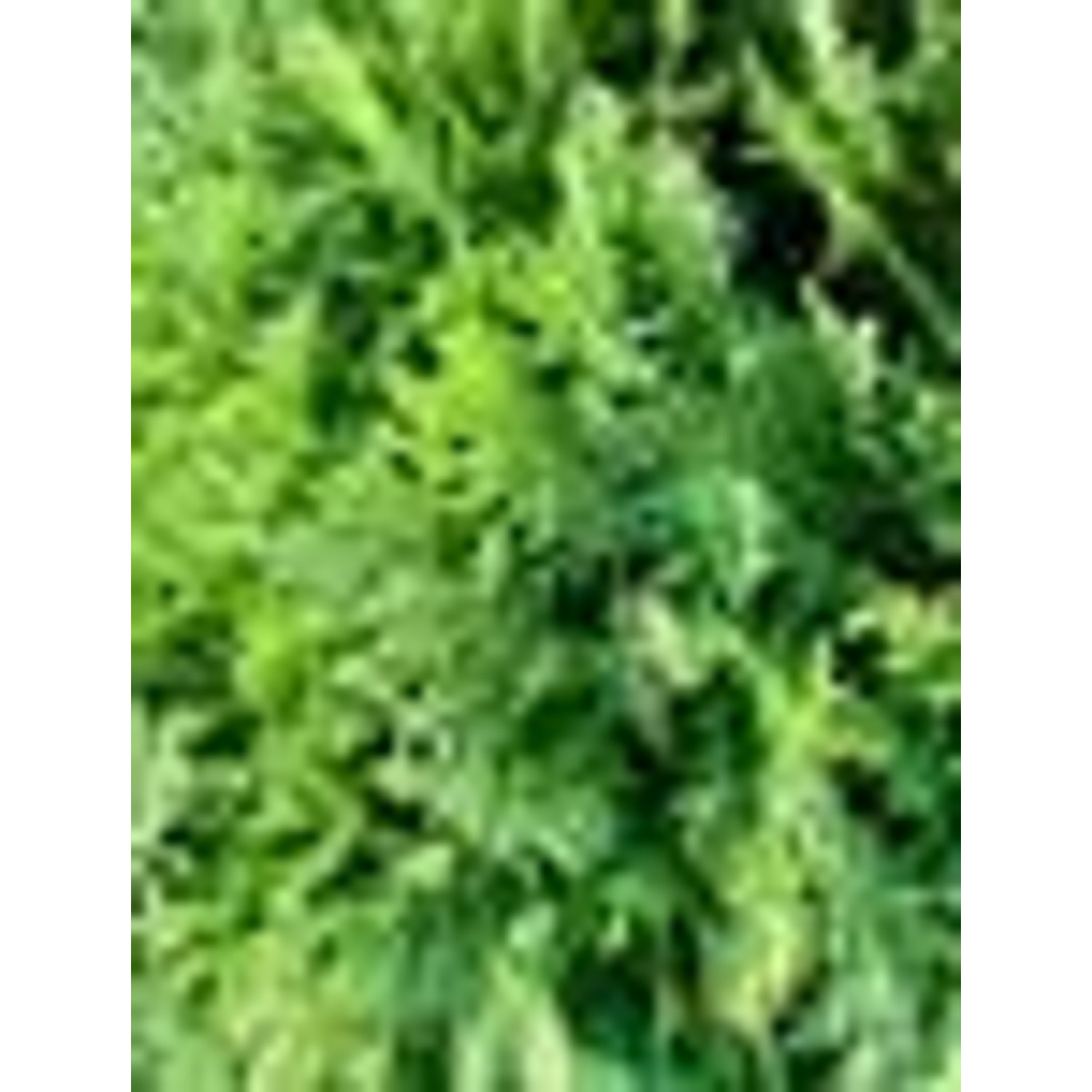 Nahaufnahme einer Thuja Smaragd Heckenpflanze im Topf, immergrün und dicht.