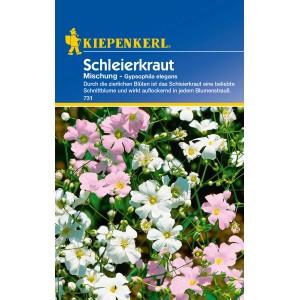 Mehrfarbiges Schleierkraut (Gypsophila elegans) von Kiepenkerl, ideal als Schnittblume.