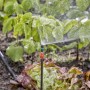 Gardena Sprühdüse 90° im Einsatz: Bewässerung von Beetecken mit Micro-Drip-System.