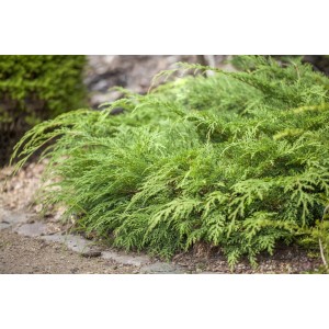 Sibirische Zypresse Microbiota Decussata, immergrüner Strauch für Garten und Beet.