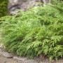 Sibirische Zypresse Microbiota Decussata, immergrüner Strauch für Garten und Beet.