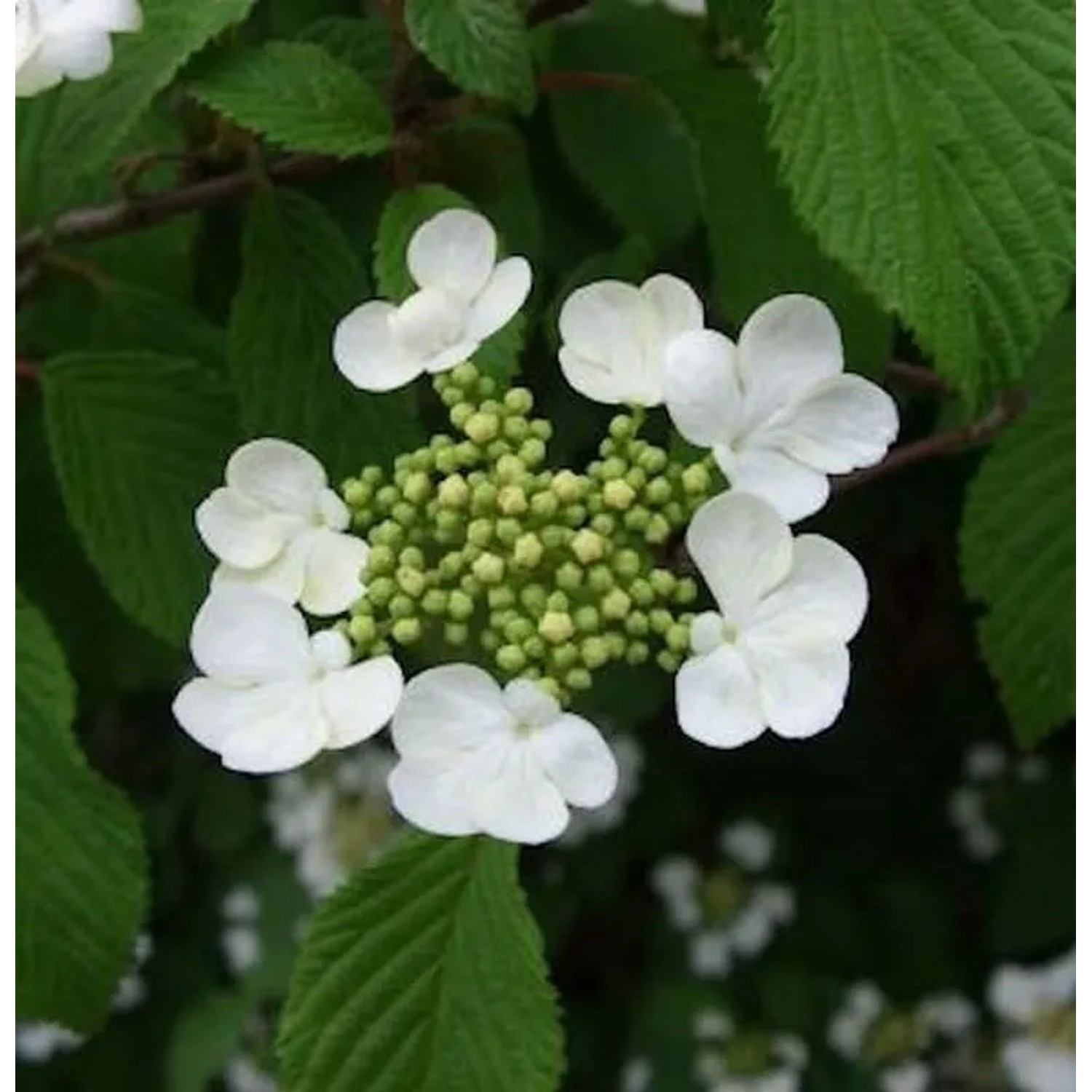 Hochstamm Pyramiden Schneeball Kilimanjaro 80-100cm - Viburnum plicatum