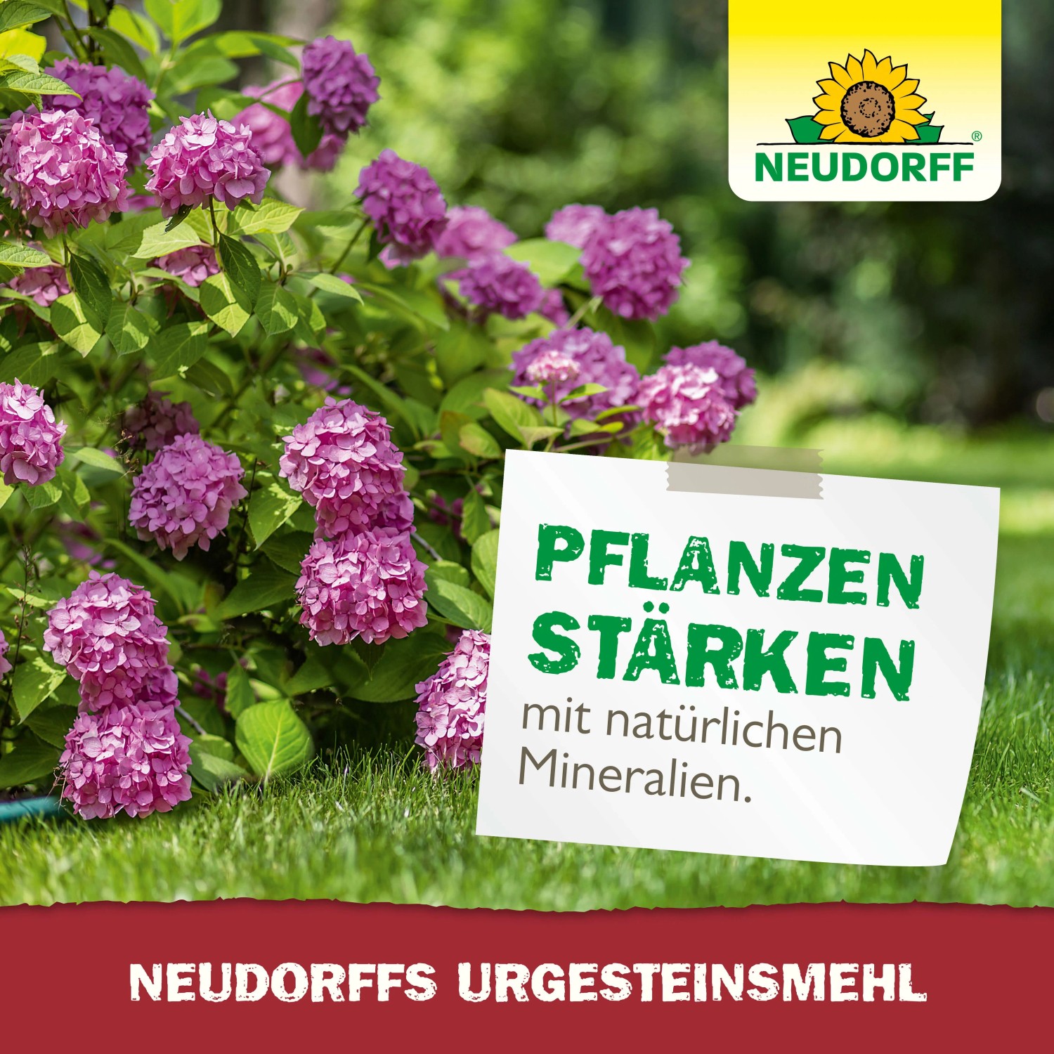 Neudorff Urgesteins-Mehl: Pinke Hortensien im Garten, Notiz 'Pflanzen stärken mit natürlichen Mineralien'. Bodenhilfsstoff.