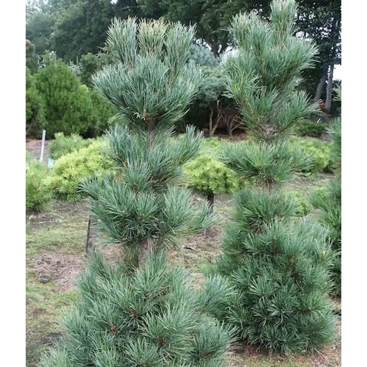 Kompakte Säulen Kiefer Pillar 30-40cm - Pinus cembra