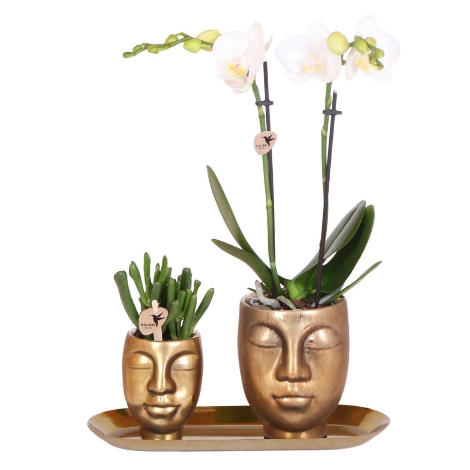 Kolibri Set aus Weißer Orchidee & Sukkulente auf Goldenem Tablett