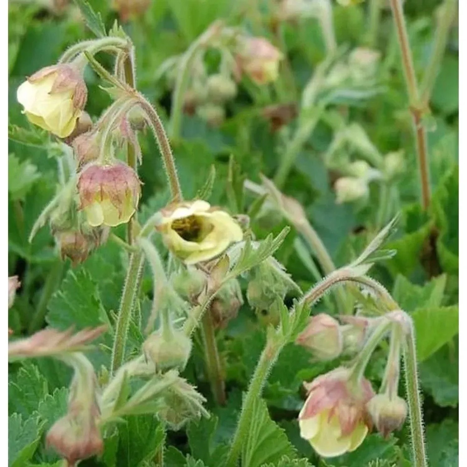 Bachnelkenwurz Lemon Drops - Geum rivale