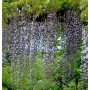 Blühender Blauregen Violacea Plena (Wisteria floribunda) mit langen, violetten Blütentrauben.