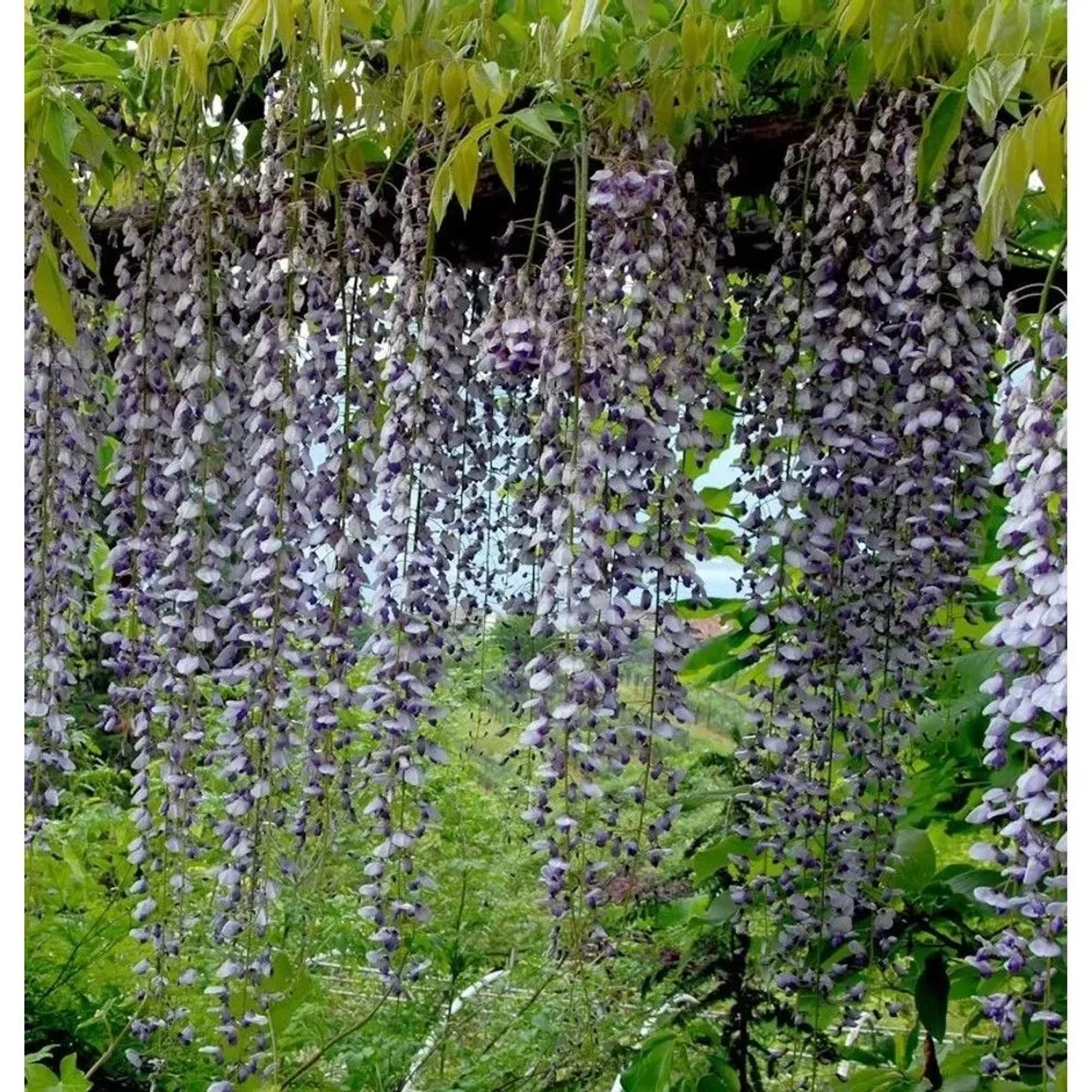 Wisteria Floribunda Japanische Blauregen 406 | Preisvergleich