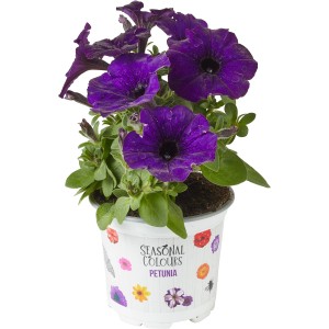 Violette Petunie Summer Survivors im Topf (ca. 12 cm Ø).