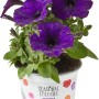 Violette Petunie Summer Survivors im Topf (ca. 12 cm Ø).