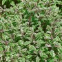 Detailaufnahme des Salvia Officinalis Tricolor (Echter Salbei) mit grün-weiß-rosa Blättern im Topf.