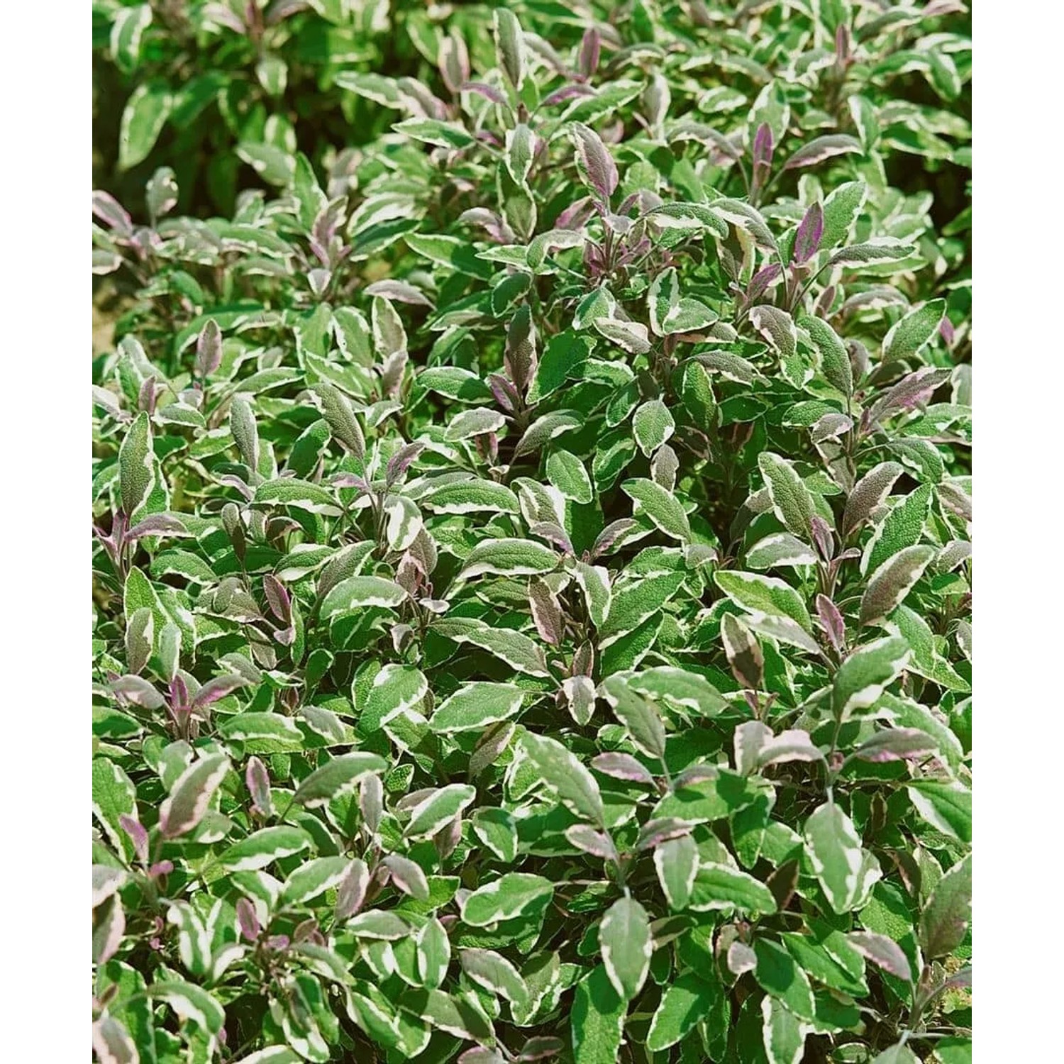 Detailaufnahme des Salvia Officinalis Tricolor (Echter Salbei) mit grün-weiß-rosa Blättern im Topf.