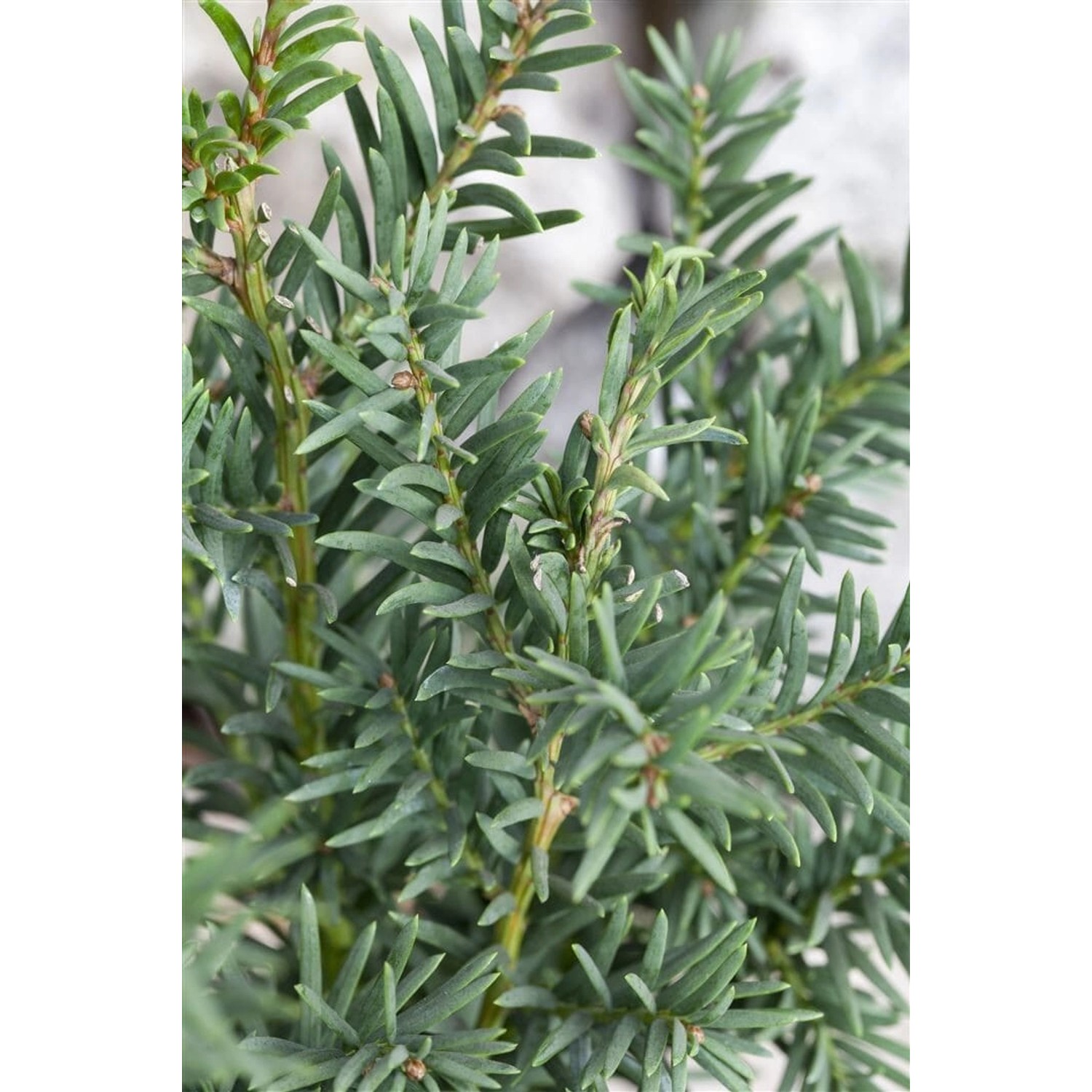 Taxus baccata 'Fips' 25-30 cm günstig online kaufen
